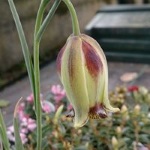 Fritillaria acmopetala - 9cm pot